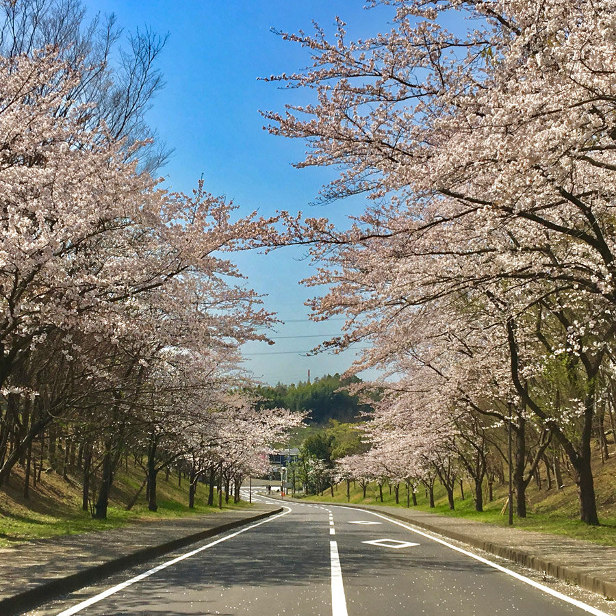 桜並木